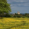 Beverley Minster Overlooks the Buttercups