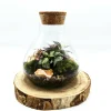 Mini Conical Terrarium
