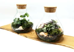 Mini Conical Terrarium