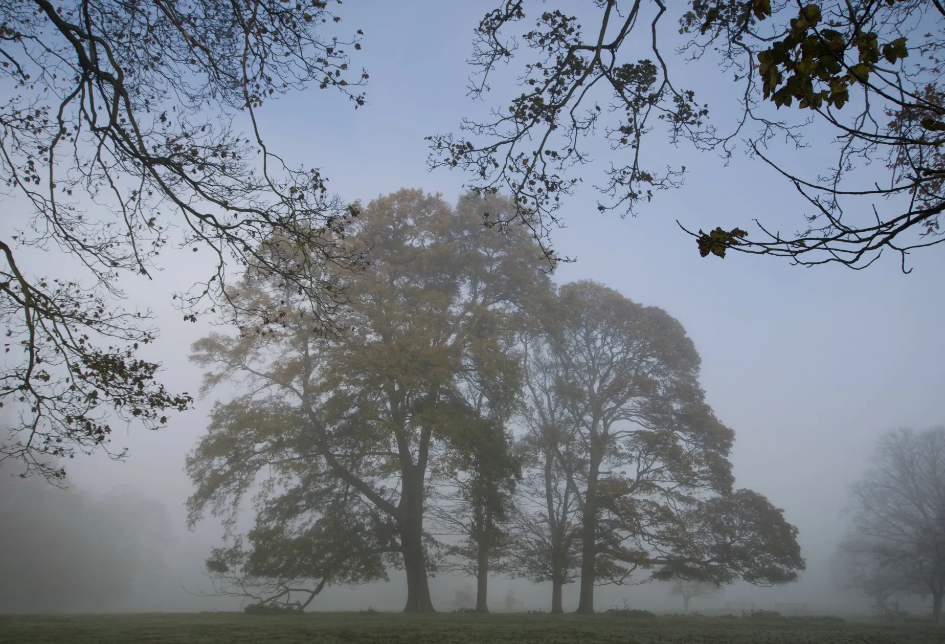 Misty copse (small frame)