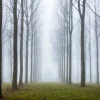 Misty Trees (wide pano frame)