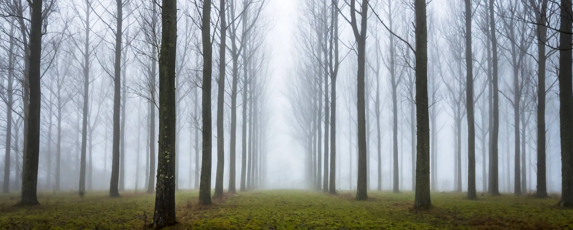 Misty Trees (wide pano frame)