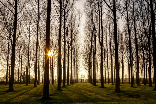 Trio - vertical pano