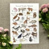 Unusual Animals Alphabet Art Print